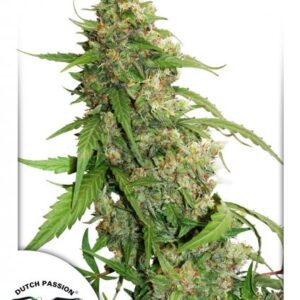 CBD Auto Compassion Lime Feminised Seeds by Dutch Passion