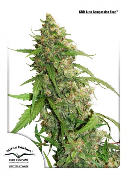 CBD Auto Compassion Lime Feminised Seeds by Dutch Passion
