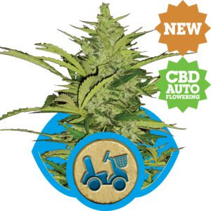 Fast Eddy CBD Auto Feminised Seeds by Royal Queen Seeds