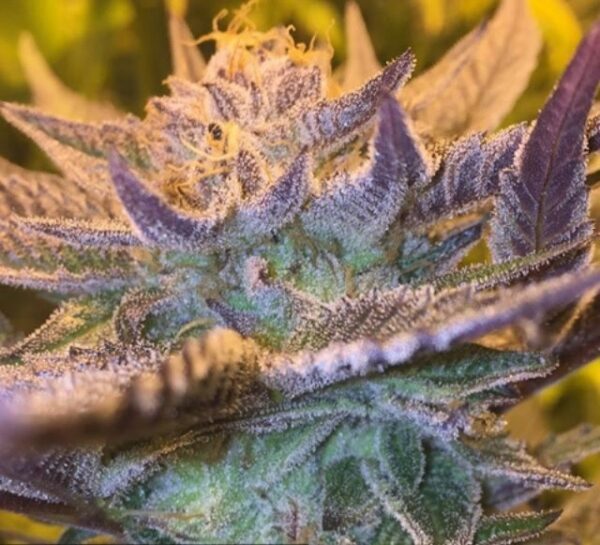 Girl Scout Cookies CBD Feminised Seeds by CBD Crew