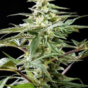 Rich Candy CBD Feminised Seeds by Philosopher Seeds