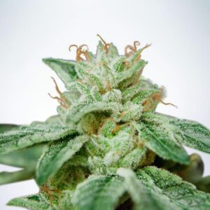 Star CBD Feminised Seeds by Ministry of Cannabis
