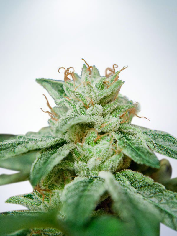 Star CBD Feminised Seeds by Ministry of Cannabis