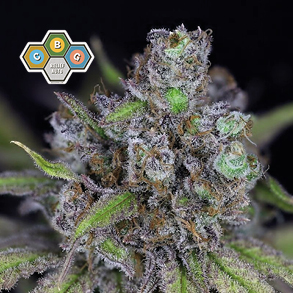CBG Relief Auto Feminised Seeds by Seedsman