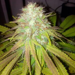 Boss Hogg Auto Feminised Seeds by Cali Connection