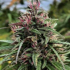 Boax-Hindu CBD Feminised Seeds by Cali Connection