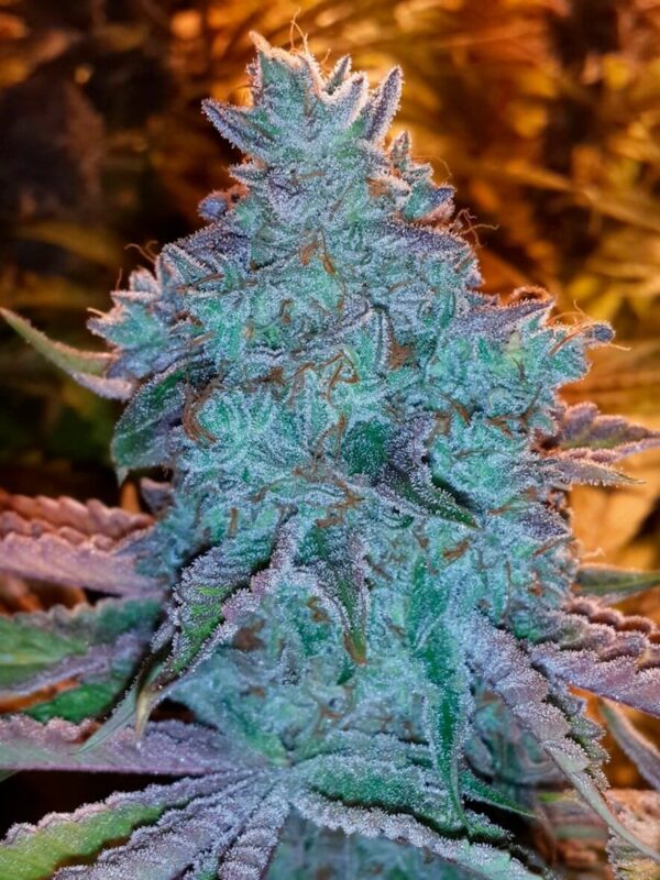 Girl Scout Cookies Auto Feminised Seeds by Cali Connection