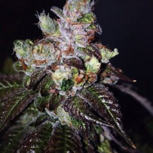 Island Punch Auto Feminised Seeds by Cali Connection