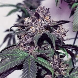 Purple Diesel Feminised Seeds by Cali Connection