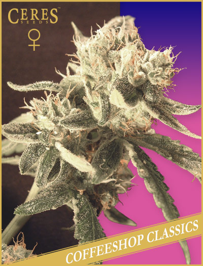 Ceres Easy Rider Feminised Seeds by Ceres Seeds