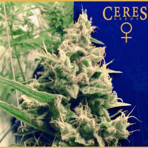 Hollands Hope Feminised Seeds by Ceres Seeds