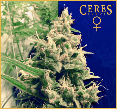 Hollands Hope Feminised Seeds by Ceres Seeds