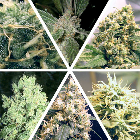 Ceres Mix Feminised Seeds by Ceres Seeds