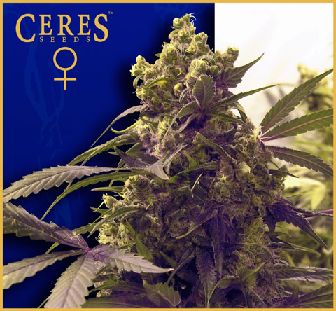 Purple Feminised Seeds by Ceres Seeds