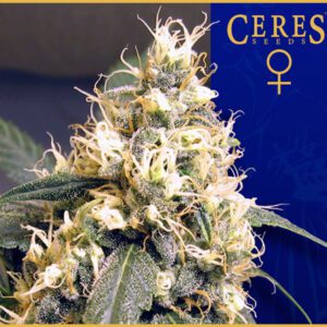Ceres Skunk Feminised Seeds by Ceres Seeds