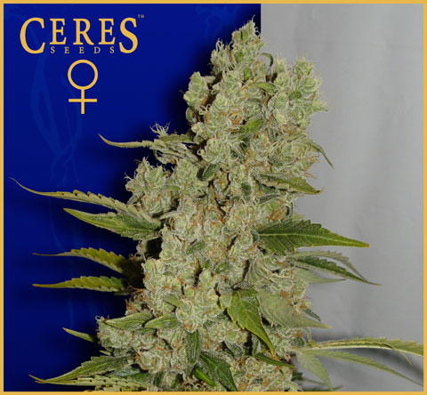 White Widow Feminised Seeds by Ceres Seeds