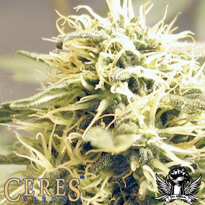 Ceres Kush Feminised Seeds by Ceres Seeds