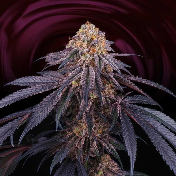 Chantilly Feminised Seeds by Perfect Tree Seeds
