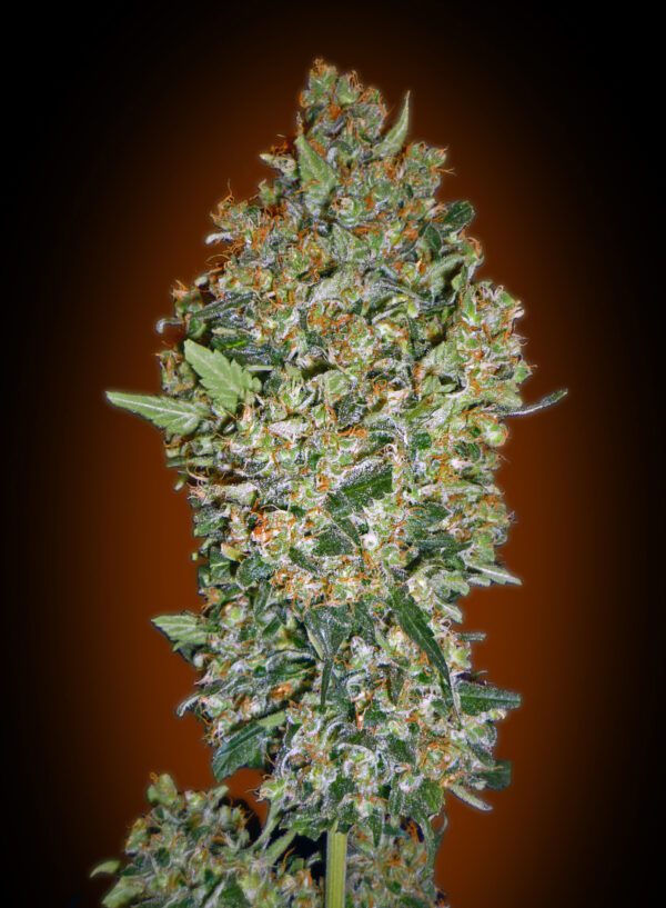 Cheese Berry Feminised Seeds by 00 Seeds