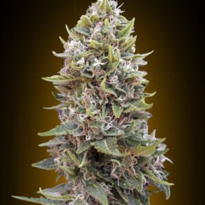 Cheese Berry Auto Feminised Seeds by 00 Seeds