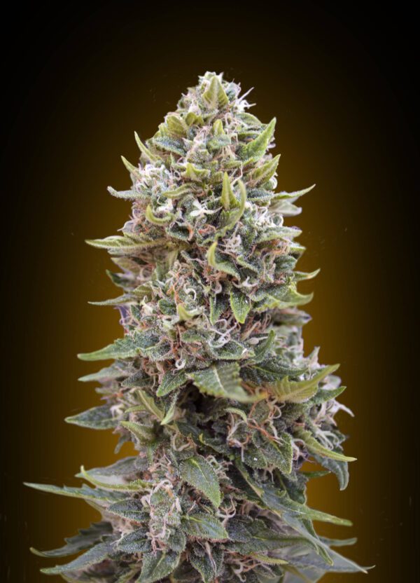 Cheese Berry Auto Feminised Seeds by 00 Seeds