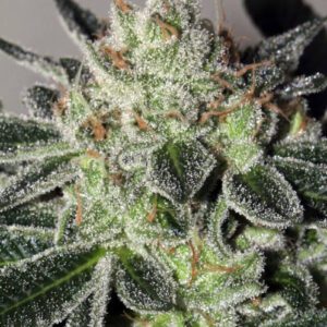 Cheese Cookies Feminised Seeds by Mamiko Seeds