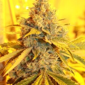 Cheese Dog Haze Feminised Seeds by Connoisseur Genetics