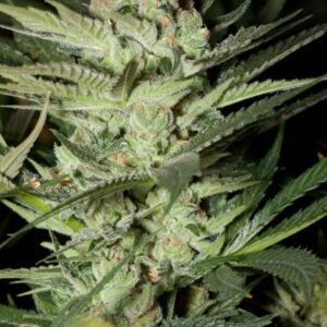 Mozarella Feminised Seeds by G13 Labs
