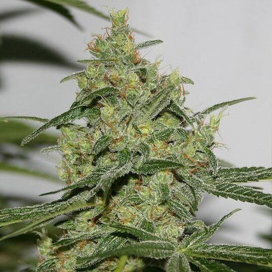 Cheese 'n' Chong Feminised Seeds by Connoisseur Genetics