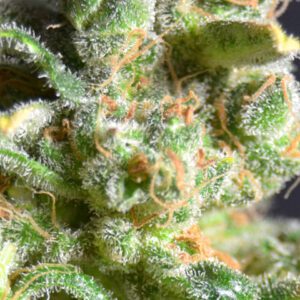 Cheese Feminised Seeds by CBD Seeds