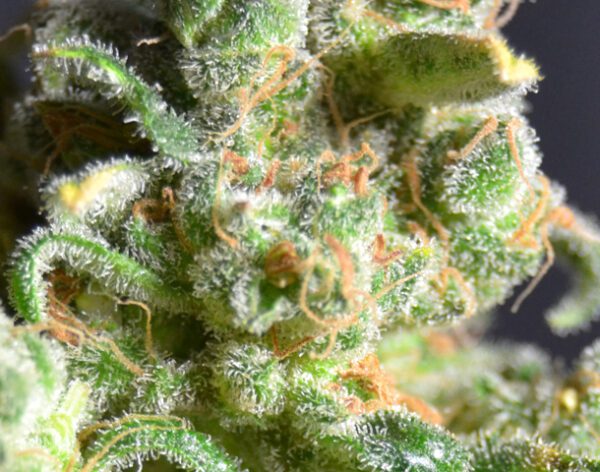 Cheese Feminised Seeds by CBD Seeds