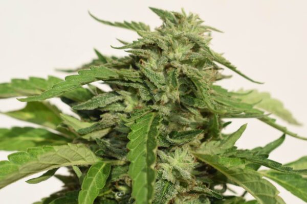 Cheese Exodus Feminised Seeds by Garden Of Green