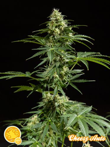 Cheesy Auto Feminised Seeds by Philosopher Seeds