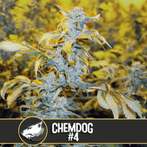 Chemdog #4 Feminised Seeds by BlimBurn Seeds