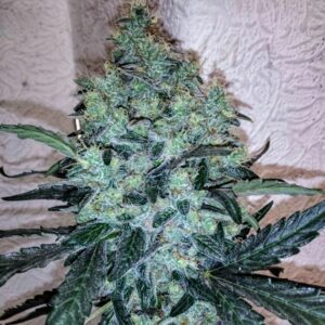 Chem Toffees Feminised Seeds by Holy Smoke Seeds