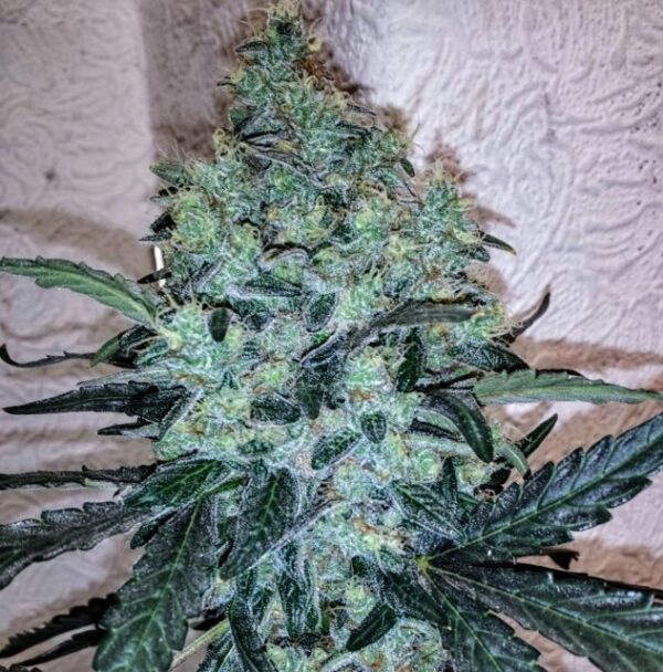 Chem Toffees Feminised Seeds by Holy Smoke Seeds