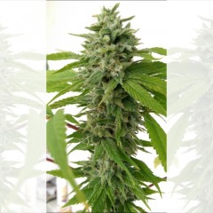 Chem Toffees Regular Seeds by Holy Smoke Seeds