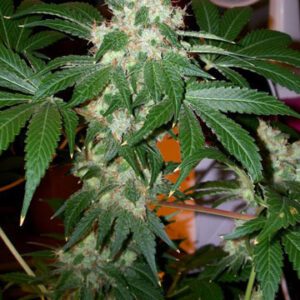 Chem Valley Kush Feminised Seeds by Cali Connection