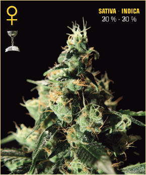Chem Dog Feminised Seeds by Greenhouse Seed Co.