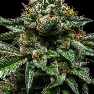 Chempie Feminised Seeds by Ripper Seeds