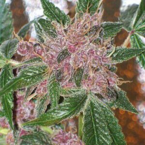 Cherries Jubilee Feminised Seeds by Cali Connection