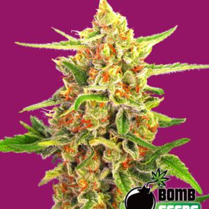 Cherry Bomb Feminised Seeds by Bomb Seeds