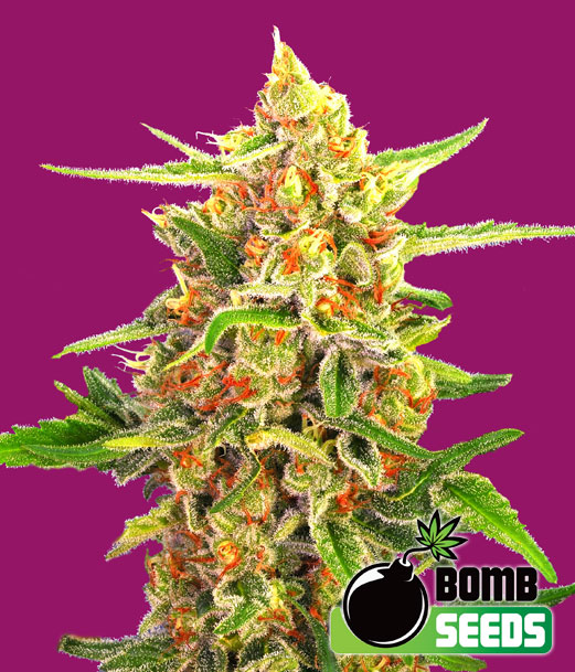 Cherry Bomb Feminised Seeds by Bomb Seeds