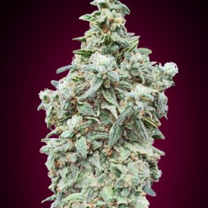 Cherry Pie Feminised Seeds by Advanced Seeds