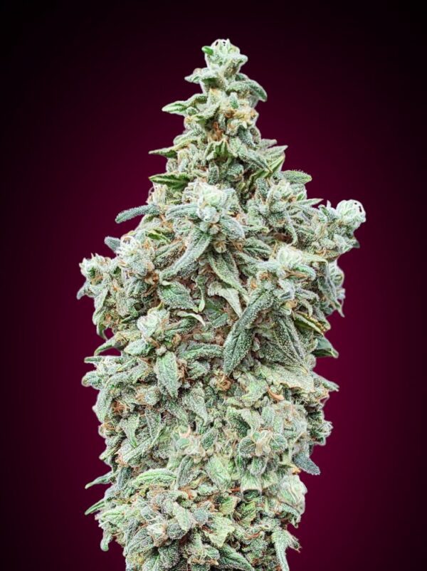 Cherry Pie FAST Feminised Seeds by Advanced Seeds