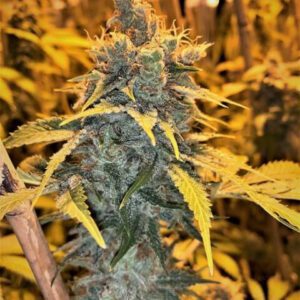 Cherry White Regular Seeds by Mosca Seeds