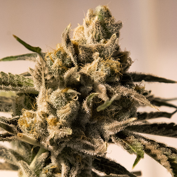 Cherry Pie FAST Feminised Seeds by High Speed Buds