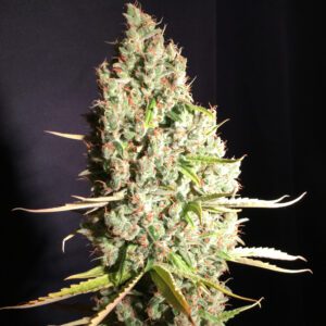 Chicle aka BubbleDawg Feminised Seeds by T.H. Seeds