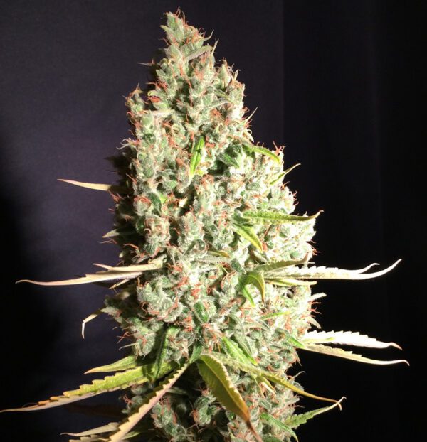 Chicle aka BubbleDawg Feminised Seeds by T.H. Seeds