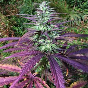 China Yunnan Regular Seeds by Ace Seeds